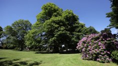 Baumriesen im Kurpark