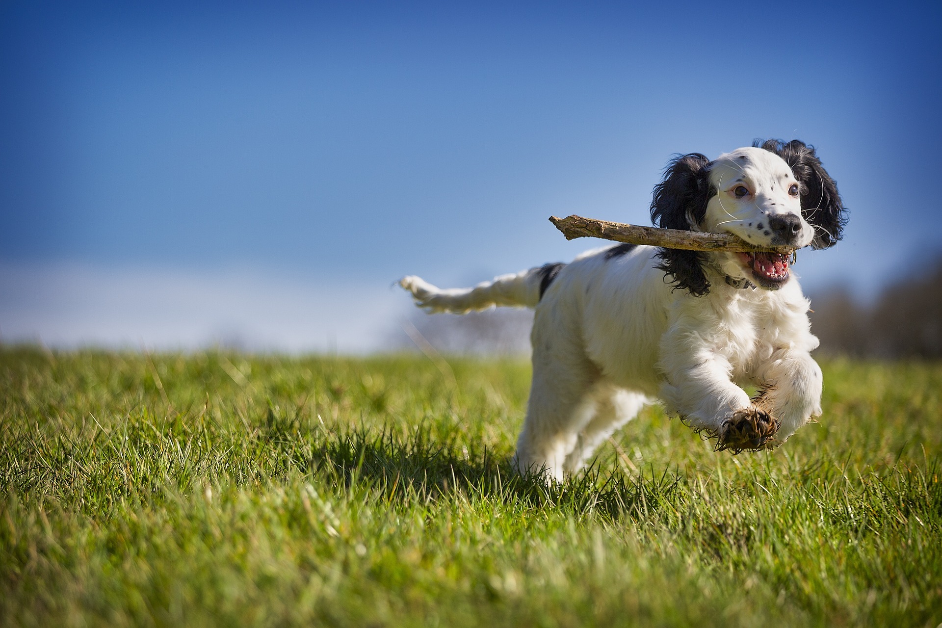 Hund mit Stock auf Wiese